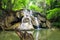 Waterfall cliff with log in rainforest