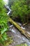 Waterfall, Fires Creek, Nantahala National Forest, NC