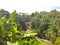 Waterfall and Forest - Bali