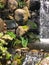 Waterfall in the Forest: Water stream in the background in a stone covered waterfall with a green plant growing in the center of