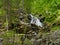 Waterfall HÃ¶llbachgspreng, wooded rock massif