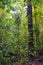 Waterfall Jaco Costa Rica, Trail views, Catarastas Valle Encantado - Hidden waterfall surrounded by green trees in the jungle.