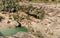 The waterfall of La Portellada of the river Tastavins, tributary