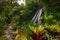 Waterfall landscape in tropical forest. Foreground with Croton plant. Codiaeum variegatum with colorful foliage. Nature background