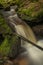 Waterfall on Lesni creek in Sumava national park in spring day