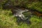 Waterfall on Lesni creek in Sumava national park in spring day