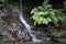 A waterfall at Lyrebird Dell in the Blue Mountains