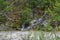 Waterfall into Maury River at Goshen Pass