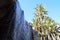 Waterfall Palm Tree Park - Cascading Water Scene