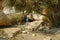 Waterfall in the rocks of Ein Gedi Dead Sea