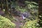 Waterfall sliding into a peaceful pool amidst a tropical rain forest