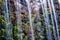 Waterfall in slow motion and blur. rocks and green plants behind. summer nature scene.