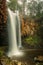 Waterfall surrounded by Australian Gum Trees