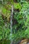 Waterfall Surrounded by Lush Green Moss and Plants