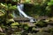 Waterfall in the Tasmanian wilderness