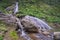 Waterfall in a tropical garden