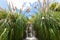 Waterfall among the tropical vegetation