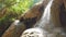 Waterfall water cascade near tree in forest