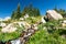 Waterfall and Wildflowers Mountain Landscape