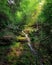 a waterfall in the woods with several trees in it and a few bushes