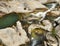 Waterfalls in a canyon. Green clear stream and rock formations