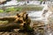 Waterfalls and driftwood in Tennessee landscape