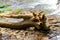 Waterfalls and driftwood in Tennessee landscape