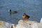 Waterfowl Anas platyrhynchos and Fulica atra live near the lake Biesdorfer Baggersee in August. Berlin, Germany