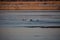 Waterfowl, Anseriformes birds captured at Platte river in Nebraska