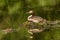 Waterfowl bird of great crested grebe on drifting nest