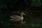 Waterfowl bird of mallard or river duck on the lake