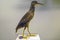 Waterfowl bird specimen