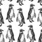 Waterfowl birds African Spectacled penguins. Seamless pattern