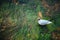 Waterfowl black head seagull on muddy bottom