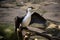 Waterfowl, black white bird spreading its wings. Tropical bird park. Nature and environment concept. Horizontal layout. Copy space