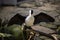 Waterfowl, black white bird spreading its wings. Tropical bird park. Nature and environment concept. Horizontal layout. Copy space