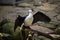 Waterfowl, black white bird spreading its wings. Tropical bird park. Nature and environment concept. Horizontal layout. Copy space