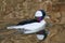 Waterfowl of Colorado. Male Bufflehead Duck Swimming in a Stream