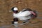 Waterfowl of Colorado. Male Bufflehead Duck Swimming in a Stream