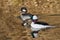 Waterfowl of Colorado. Male and Female Bufflehead Duck Swimming in a Stream