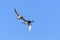 Waterfowl of Colorado. Male and Female Mallard duck flying in a clear blue sky