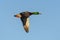 Waterfowl of Colorado. Male mallard duck in flight against a clear blue sky