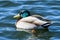 Waterfowl of Colorado. Male Mallard duck in a lake