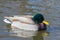 Waterfowl of Colorado. Male Mallard duck in a lake