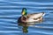 Waterfowl of Colorado. Male Mallard duck in a lake