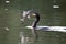 Waterfowl (cormorant) swims with fish