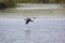 Waterfowl in the Delta of Llobregat, cormorants in flight