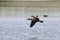 Waterfowl in the Delta of Llobregat, cormorants in flight