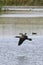 Waterfowl in the Delta of Llobregat, cormorants in flight