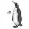 Waterfowl exotic bird. King penguin